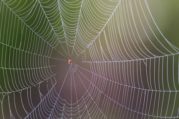 Irregular spider web