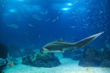 Fototapeta na wymiar Fish in oceanarium in Lisbon Portugal
