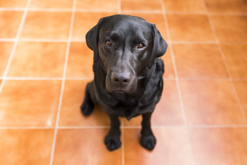 Portrait of a black labrador looking at the camera. View from above