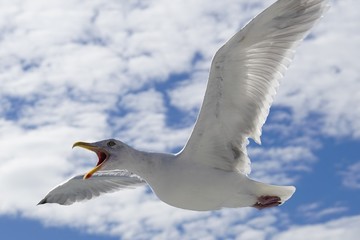 A seagull bird flying in the sky with its beak wide open
