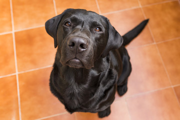Portrait of a black labrador looking at the camera. View from above