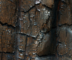 Tekstura Spalonego Drzewa,