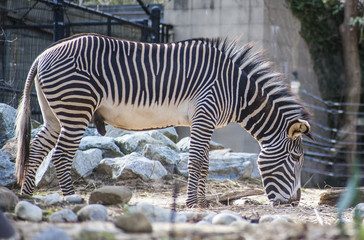 Fototapeta na wymiar National Zoo