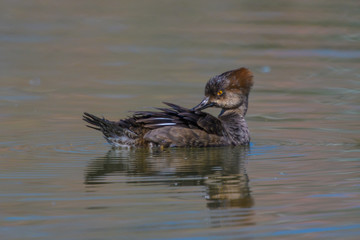 Female Common Merganser Duck in pond