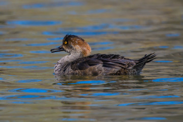 Female Common Merganser swimming in pond