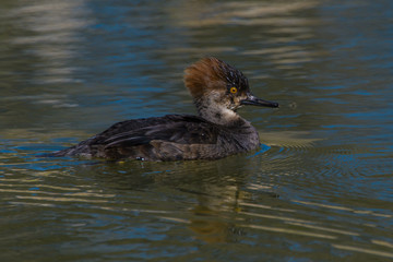 Female Common Merganser swimming in pond