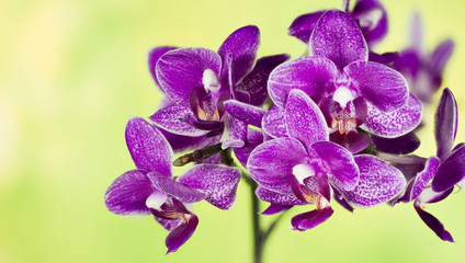 Orchidea, Orchid - Flowers
