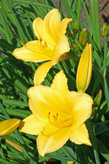 Yellow Lilies flower close-up