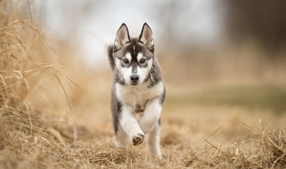 Siberian husky dog puppy © Mikkel Bigandt