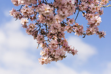 almond tree flowers on blue sky. Spring season
