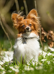Terrier dog during spring