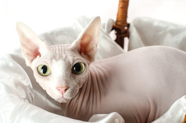 Sphinx cat in a basket