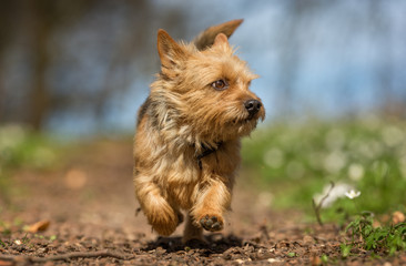 Terrier dog during spring