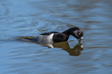 Male Ringnecked Duck swimming in pond