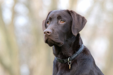 Labrador retriever dog
