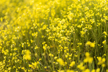 yellow flowers background. Spring field.