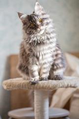 young Maine Coon cat