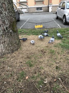 brigade de pigeons en action 