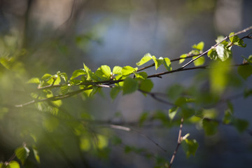 Появление первых листочков в лесу весной