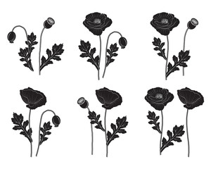 Black poppy set - vector illustration - obrazy, fototapety, plakaty