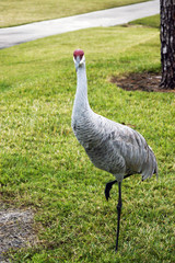 Sandhill Crane