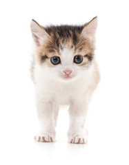 Little kitten.