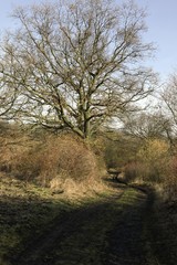 spring landscape with forest and road