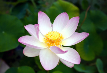 opened pink Lotus flower