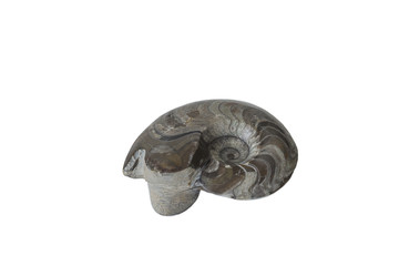 beautiful ammonite isolated on a white