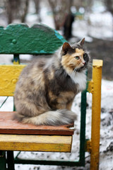 Cat on an old bench.