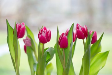 Tulpen