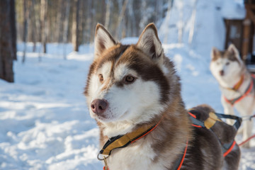 Husky dog sled on a cold winter day
