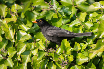 Blackbird, Turdus merula 