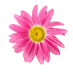 pink flower head