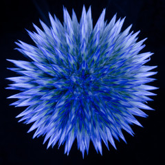 Globe Thistle on Black Background 