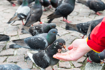 Many pigeons feeding from a hand
