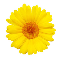 yellow gerbera flower isolated on white background