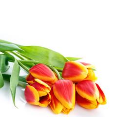 bouquet of yellow tulips isolated on white background