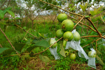guava