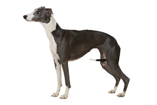 Whippet