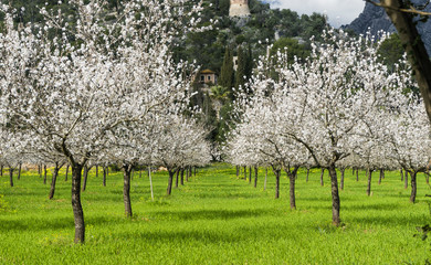 almond trees