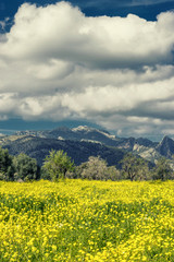 almond trees