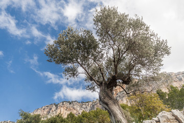 olive grove on the island of Mallorca