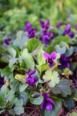 Violette in un prato