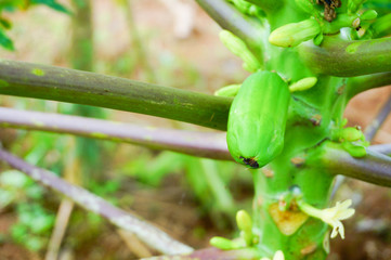 papaya tree