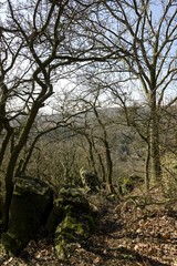 spring landscape with forest and road