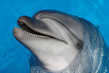 Happy dolphin smiling mouth open showing teeth are turning a blind eye