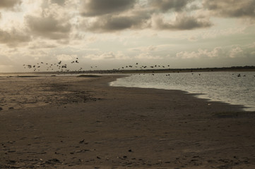 sunset beach with birds