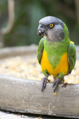senegal parrot