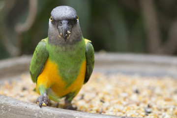 senegal parrot
